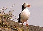 Puffin-signed