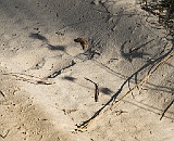 Panther tracks in the sand.