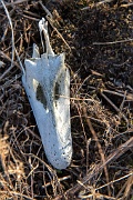 Found in a bog near the shoreline